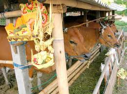 Tumpek kandang (wewalungan).jpg