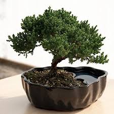 Bonsai.jpg