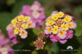 Lantana camara DSC03302