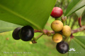 Ardisia elliptica web