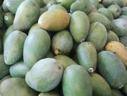 Mangga-arumanis-mangga-arumanis-mangga-manis-mangga-murah-mangga-matang-agen-mangga-distributor-mangga.jpg