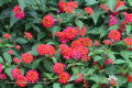 Lantana IMG 0556