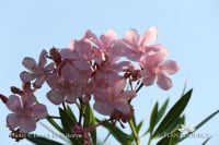 Nerium oleander DGS22721.JPG