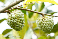 Annona squamosa DSC02648.JPG