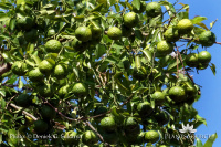 Citrus hystrix DSC07227.jpg