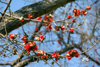 Bombax ceiba 2E0O8319.JPG