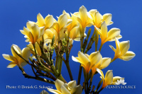 Plumeria DSC04708 Plumeria.jpg