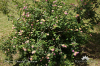 Lantana camara DSC03292.jpg