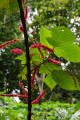 Acalypha hispida DSC00610