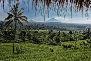 Jatiluwih Terraces East.jpg