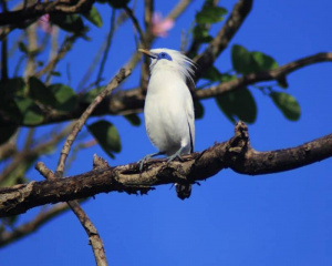 TNBB-Jalak-Bali.jpg