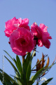 Nerium oleander DSC08795