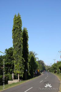 Polyalthia longifolia DGS26797.JPG