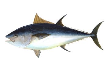 Tuna-69317 960 720.jpg