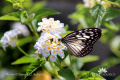 Lantana IMG 4385