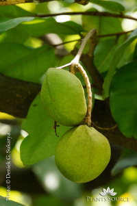 Inocarpus fagiferus DSC08842.JPG