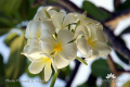 Plumeria obstusa DSC03970