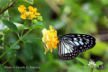 Lantana IMG 4381