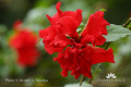 Hibiscus hybridus DSC07811