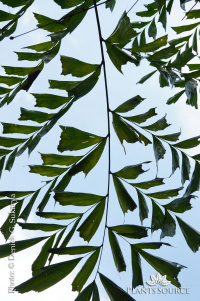 Caryota mitis DSC00016.JPG