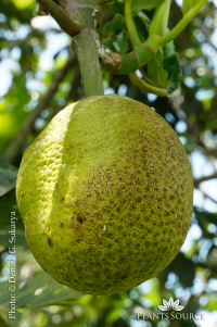 Artocarpus altilis DSC01314.JPG