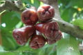 Syzygium samarangense DSC09600