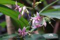 Ardisia humilis DSC06014