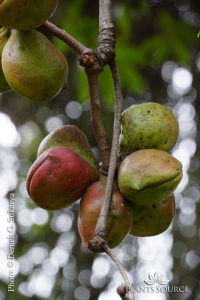 Sterculia foetida DSC08321.JPG