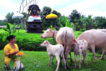 Lembu-Putih-Gianyar-Foto-17sekians.com .png