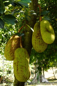 Artocarpus heterophyllus DSC03376.JPG