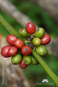 Coffea arabica DSC07447.JPG