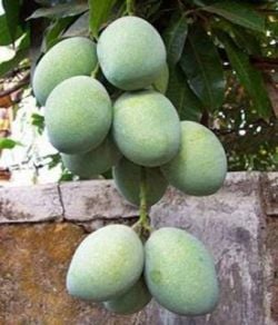 Mangga-lalijiwa.jpg